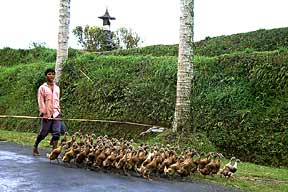 Indonesia pictures